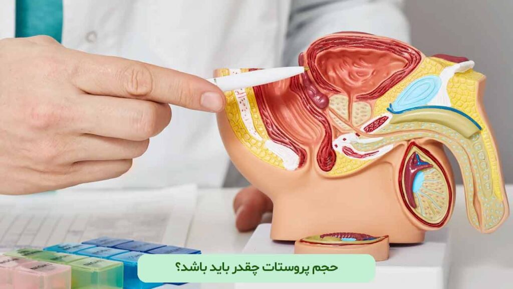 حجم پروستات چقدر باید باشد؟