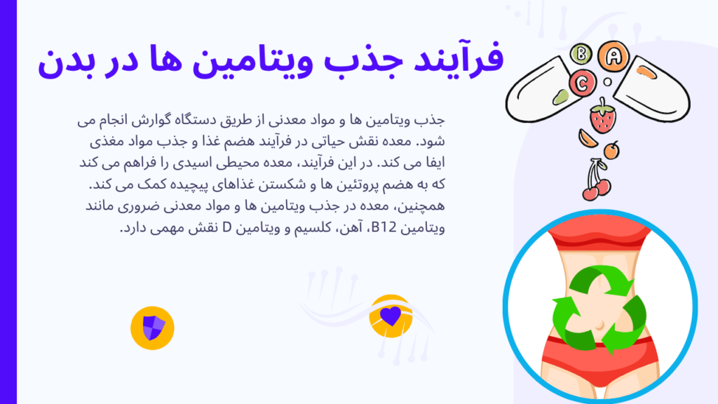 فرآیند جذب ویتامین ها در بدن